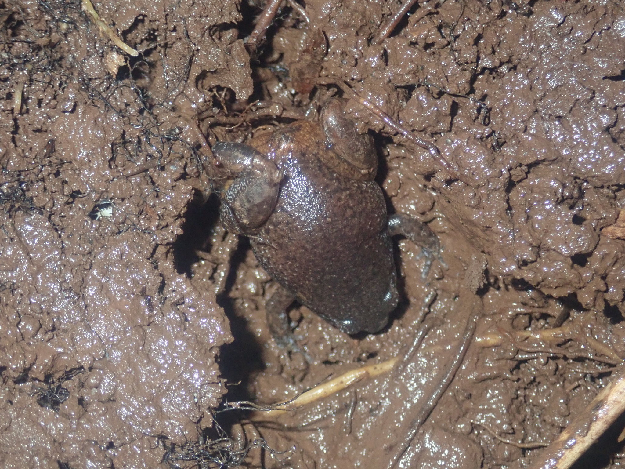 Austrochaperina fryi (Zweifel, 1962)