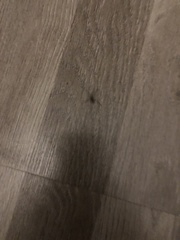 Steatoda grossa
