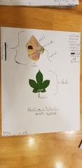 Abutilon × hybridum