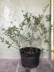 Melanthera parvifolia