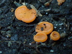 Pulvinula convexella