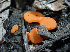 Pulvinula convexella