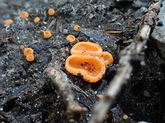 Pulvinula convexella