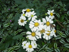 Montanoa bipinnatifida