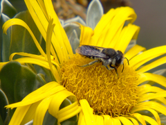 Megachile canariensis