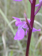 Anacamptis palustris