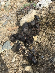 Ursus arctos horribilis