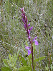 Anacamptis palustris