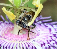 Melissodes denticulatus