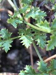 Lomatium parvifolium
