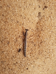 Geomantis larvoides