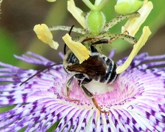 Melissodes denticulatus