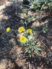 Helminthotheca echioides