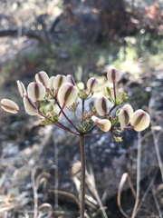 Lomatium parvifolium