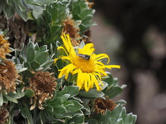 Megachile canariensis