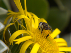 Megachile canariensis