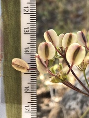 Lomatium parvifolium