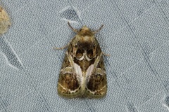 Chorsia
