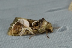Chorsia