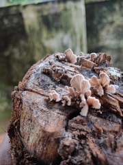 Schizophyllum commune
