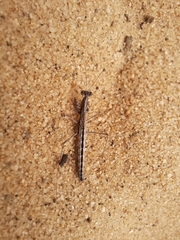 Geomantis larvoides