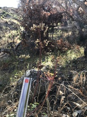 Lomatium parvifolium