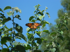 Danaus plexippus
