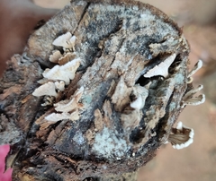 Schizophyllum commune