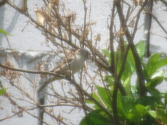Passer domesticus