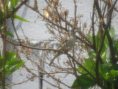 Passer domesticus