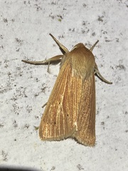 Mythimna pallens