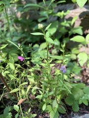 Houstonia serpyllifolia