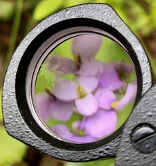 Houstonia serpyllifolia