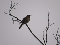 Turdus grayi