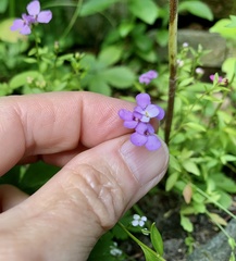 Houstonia serpyllifolia