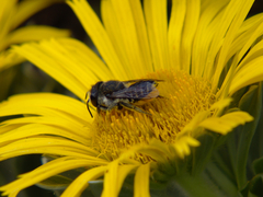 Megachile canariensis