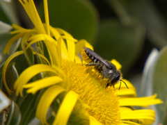 Megachile canariensis
