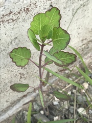 Porophyllum ruderale
