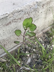 Porophyllum ruderale