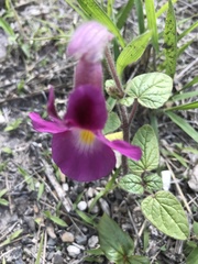 Proboscidea louisianica fragrans