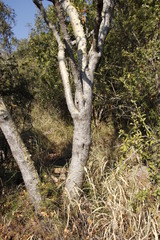 Steganotaenia araliacea