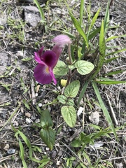 Proboscidea louisianica fragrans