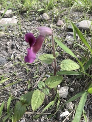 Proboscidea louisianica fragrans