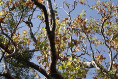 Steganotaenia araliacea