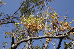 Steganotaenia araliacea