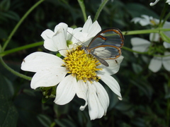 Montanoa bipinnatifida