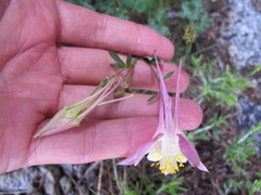Aquilegia pubescens