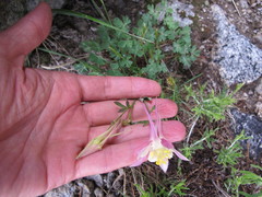 Aquilegia pubescens