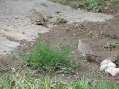 Columbina inca