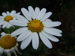 Argyranthemum